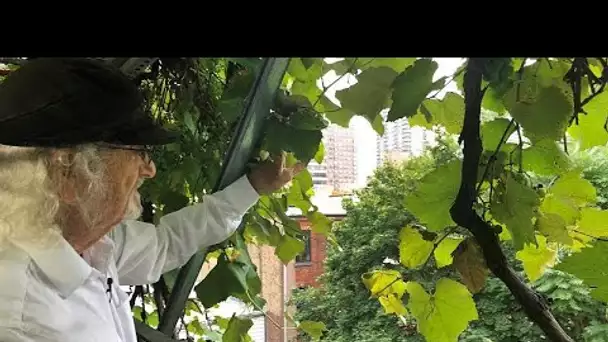 Un vigneron fait pousser des vignes depuis son rooftop de Manhattan