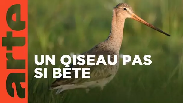 L’oiseau méconnu des rivages | La barge à queue noire  | ARTE Family