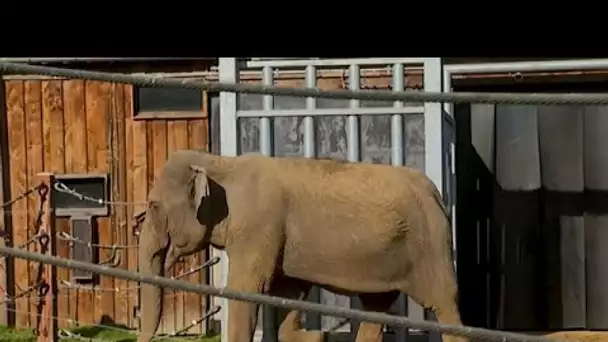 Dans le Limousin, la première maison de retraite... pour éléphants