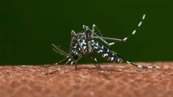 Moustique tigre : comment cet insecte poursuit sa prolifération en France et est-il possible de s…