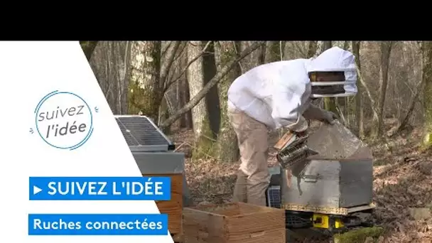 Des ruches connectées au secours des abeilles