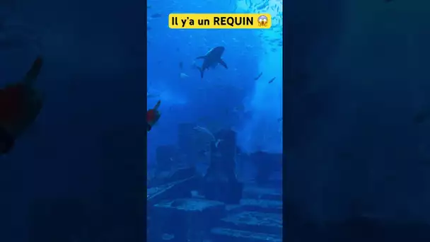 Qui a peur des REQUINS comme Myriam ? 🥶