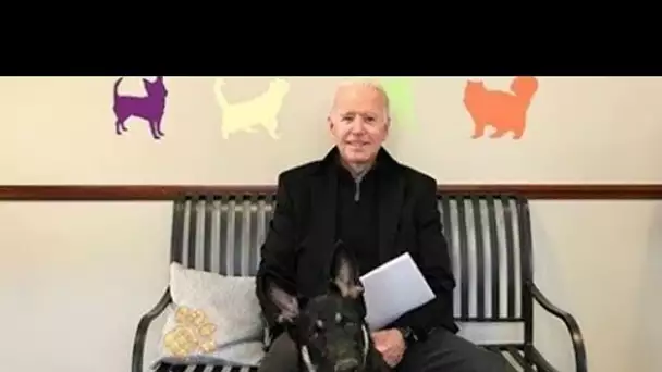 Major, le Berger Allemand de Joe Biden, va être le premier chien  à vivre à la Maison Blanche !