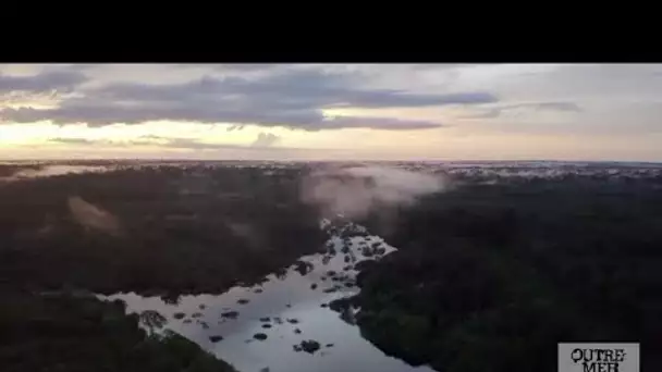 Guyane : l'Amazonie, un réservoir de biodiversité à préserver • FRANCE 24