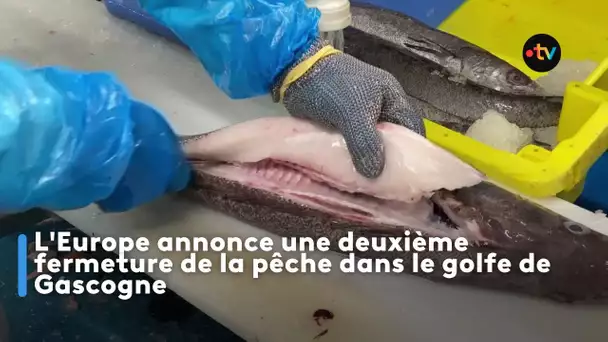 L'Europe annonce une deuxième fermeture de la pêche dans le golfe de Gascogne