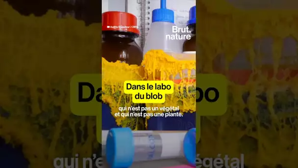 Dans le labo du blob