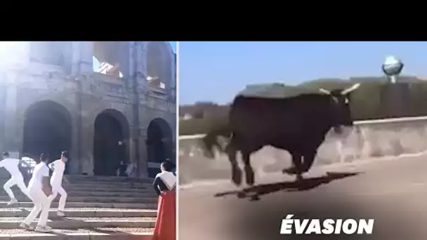 À Arles, trois taureaux s'échappent des Arènes en pleine séance photo