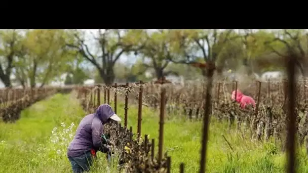 Agriculture : l'Allemagne autorise 40 000 saisonniers à travailler dans ses champs