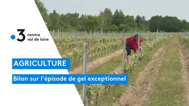 Agriculture : le gel, l'une des pires catastrophes agricoles du début du XXIème siècle