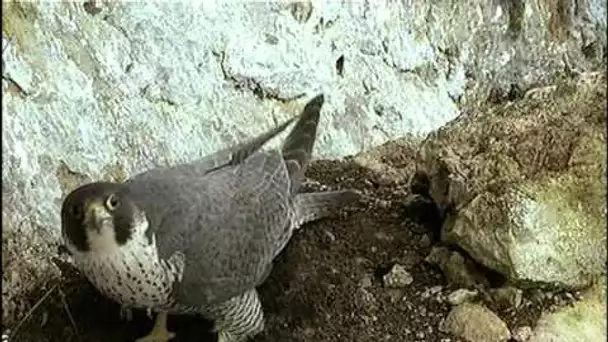 La falaise aux faucons pèlerins