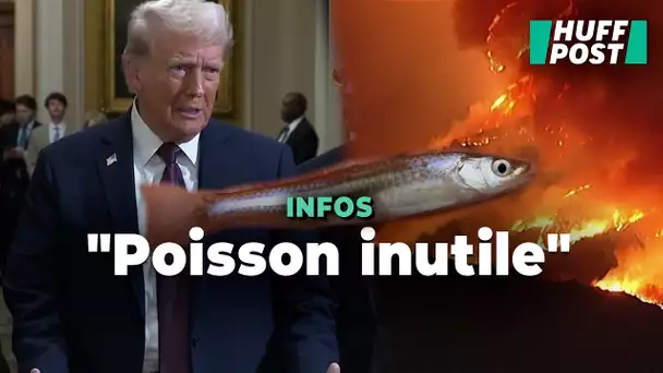 Pourquoi Trump accuse un petit poisson d’être responsable des incendies de Los Angeles