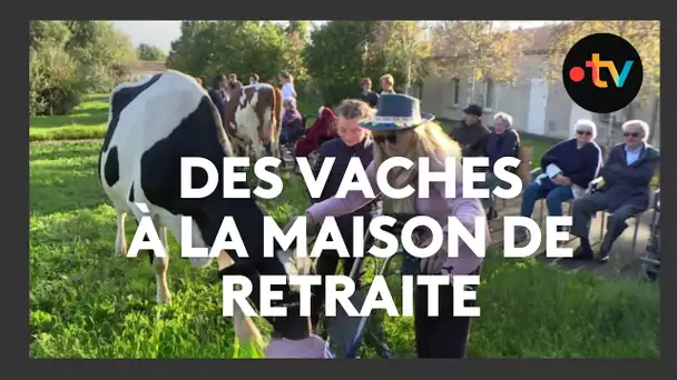 Des vaches à la maison de retraite