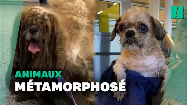 Ce chien sauvé par un refuge a été débarrassé de 3 kilos de poils