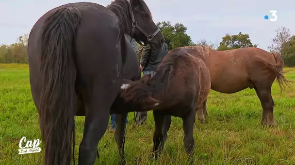 Cap Sud Ouest Les Poneys Landais des Barthes (extrait)