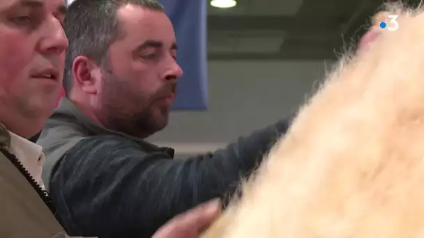 Salon de l'agriculture 2020 : Des éleveurs de charolaises présentent un taureau de 1 400 kg