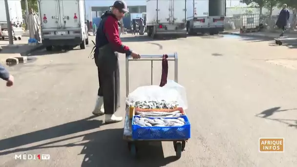 Le prix des sardines en baisse après une nette hausse