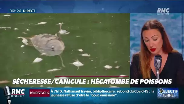 10 tonnes de poissons trouvés morts dans un lac de la région parisienne... Que s'est-il passé?