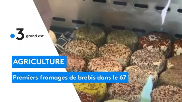 La ferme Huchot propose les premiers fromages de brebis du Bas-Rhin