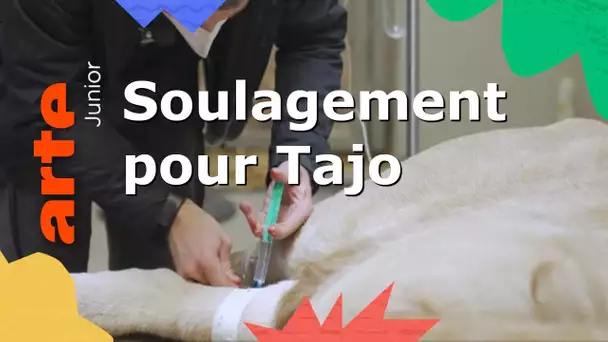 Le lion Tajo chez le dentiste : et ensuite... | ARTE