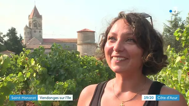 Le temps des vendanges sur l'île Saint Honorat au large de Cannes