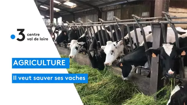 Agriculture : sous liquidation judiciaire, il tente de sauver ses 130 vaches