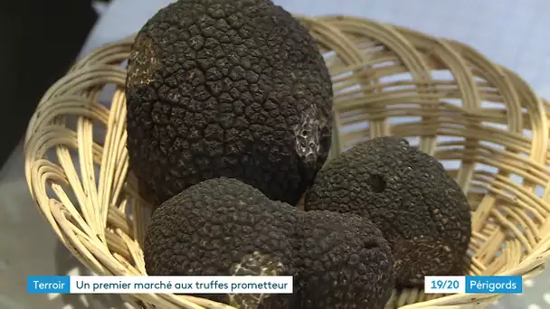 Truffes : un premier marché prometteur pour la suite de la saison