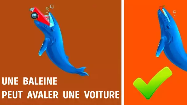 12 Mythes Sur Les Animaux Auxquels tu Crois Sans Doute Encore