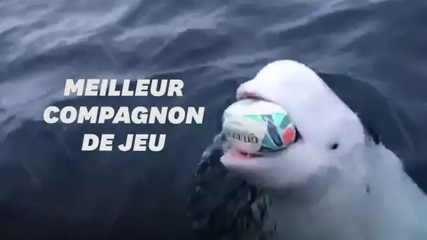 Ce beluga était la rencontre parfaite pour ces fans de rubgy