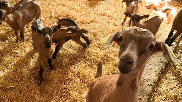 Gastronomie : le chevreau, une viande qui se cuisine aussi