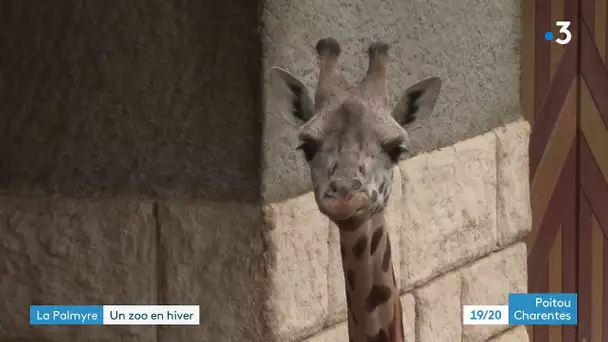 La Palmyre : un zoo en hiver