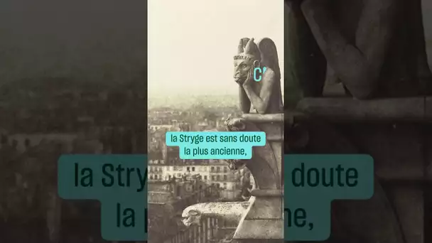 La Stryge, star mystérieuse de Notre-Dame • FRANCE 24