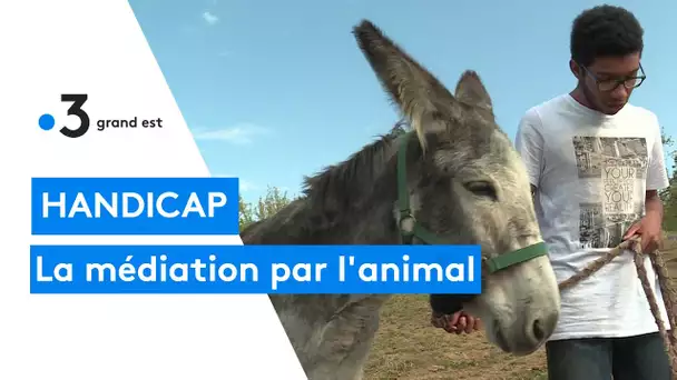 handicap : la médiation par l'animal