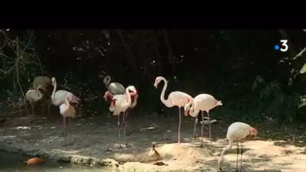 Des flamants roses sous surveillance dans un zoo près de Toulouse