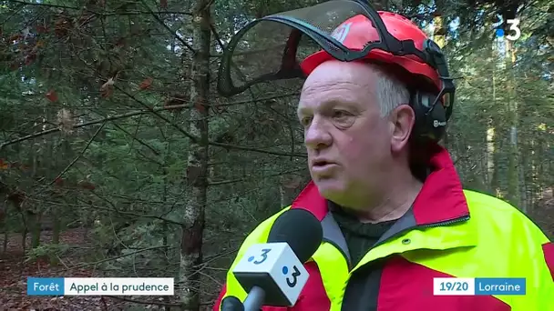 Appel à la prudence en forêt, dangers de la coupe de bois