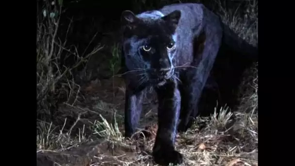 Un léopard noir pris en photo en Afrique : une première depuis un siècle