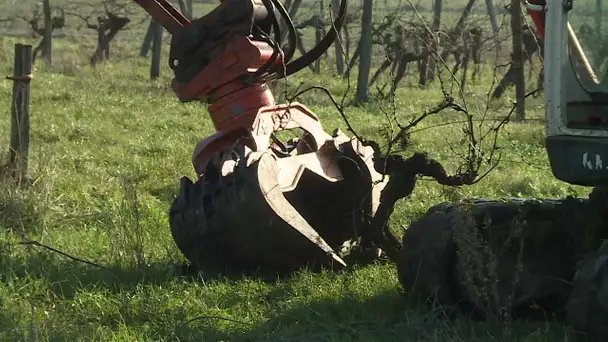 Viticulture : les arrachages de vignes commencent dans le bergeracois