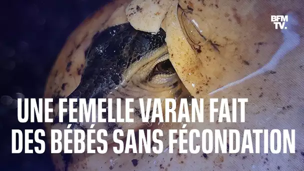 Une femelle varan a fait des bébés sans fécondation