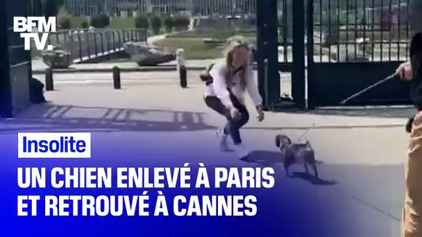 Ce chien a été enlevé à Paris et retrouvé à Cannes