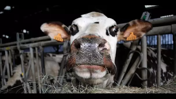 "On est suspendus aux analyses" : près de Rouen, les agriculteurs en colère