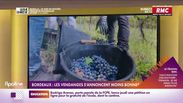 Dans la région de Bordeaux, la saison des vendanges débute avec une certaine appréhension