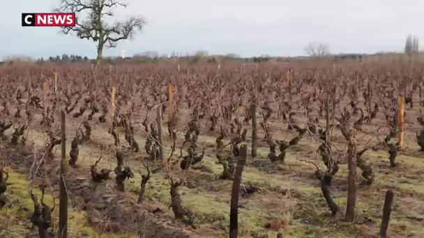 Des chevaux et des moutons pour prendre soin des vignes