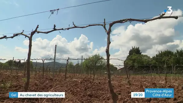 Le préfet du Var en visite sur les exploitations agricoles de Roquebrune-sur-Argens après le gel