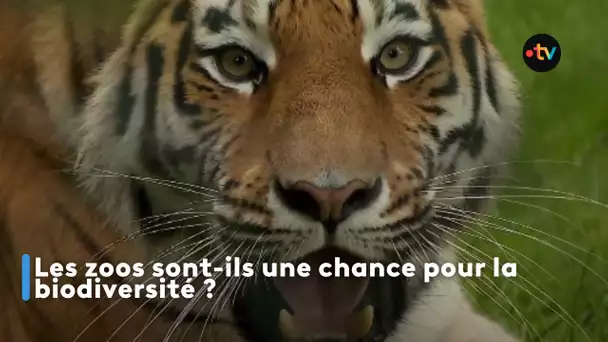 Les zoos sont-ils une chance pour la biodiversité ?