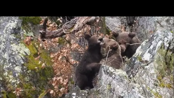 Espagne : les ours dans les Asturies, une cohabitation harmonieuse avec les hommes • FRANCE 24