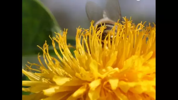 Journée mondiale des abeilles : pourquoi est-il indispensable de les protéger ?