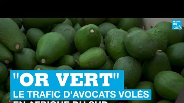 "L'or vert", le trafic d'avocats volés en Afrique du Sud,