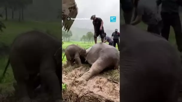 Sauvetage spectaculaire d’une maman éléphant et de son petit en Thaïlande • FRANCE 24