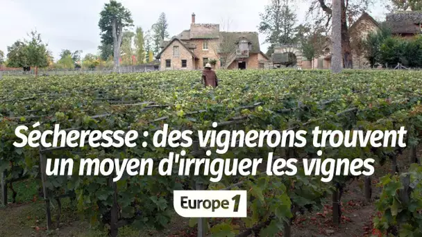 Dans l'Aude, des vignerons ont trouvé un moyen d'irriguer les vignes malgré la sécheresse