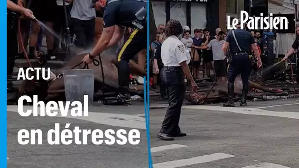 Un cheval de calèche s'effondre en pleine rue à New York