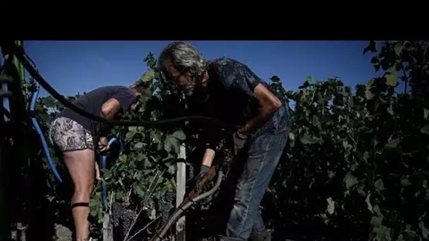 Sécheresse en France : l'irrigation au secours des jeunes vignes dans le sud-ouest